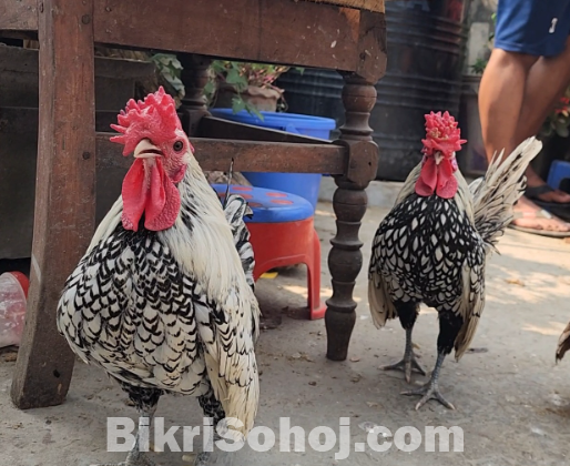 সিলভার সেব্রাইট মেইল ২টি